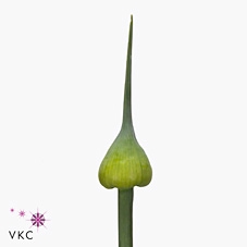 <h4>Allium Kenton</h4>