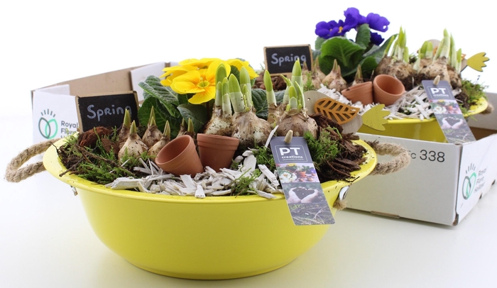 <h4>ARR PL IN SCHAAL</h4>