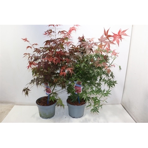 Acer Pa Atropurpureu