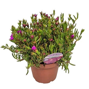 Lampranthus Roseus Purple