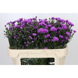 Aster Astee Karmijn