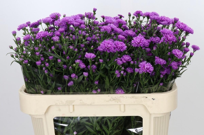 <h4>Aster Astee Karmijn</h4>