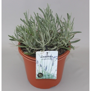 Lavandula Angustifolia C5