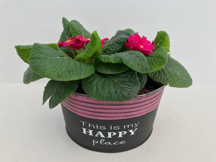 <h4>Primula Zink Happy Rond (3x Prim)</h4>