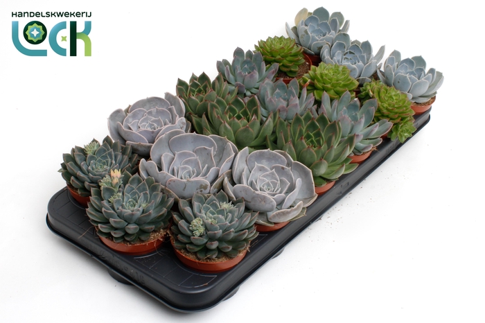 <h4>Echeveria Mix</h4>