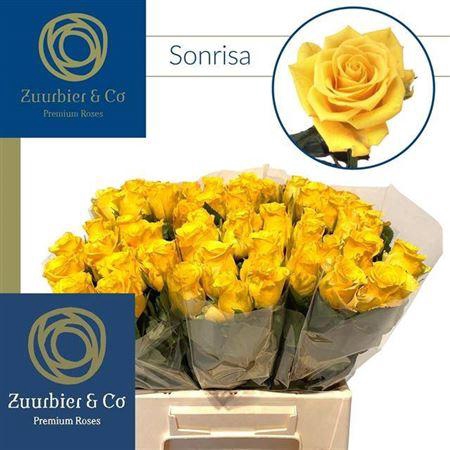 <h4>R Gr Sonrisa</h4>