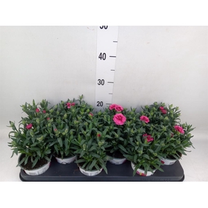 Dianthus  'Oscar Purple Wings'