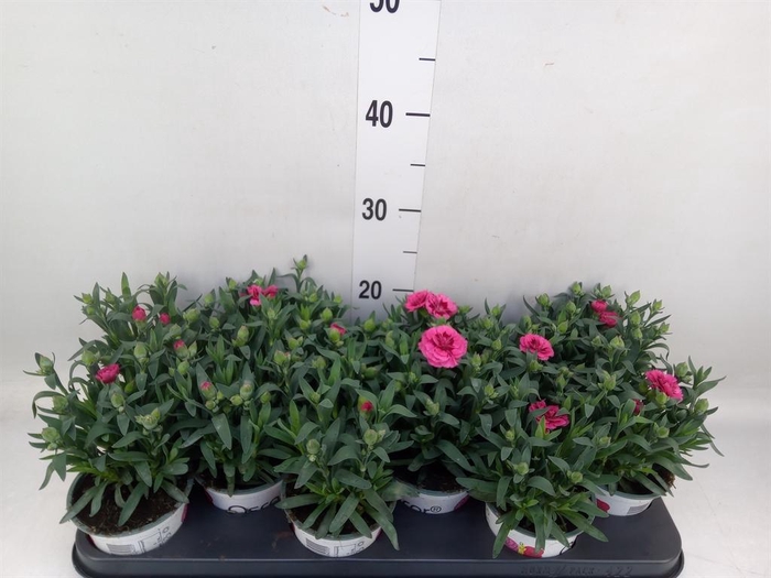 <h4>Dianthus  'Oscar Purple Wings'</h4>
