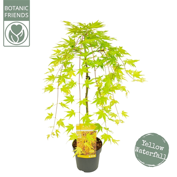 <h4>Acer palm. 'Cascade Gold' ®</h4>