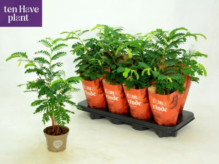 <h4>TAMARINDUS INDICA</h4>