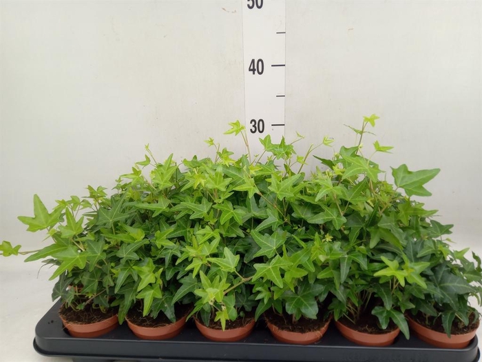 <h4>Hedera helix 'Jacobine'</h4>