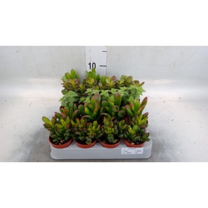Crassula   ...mix