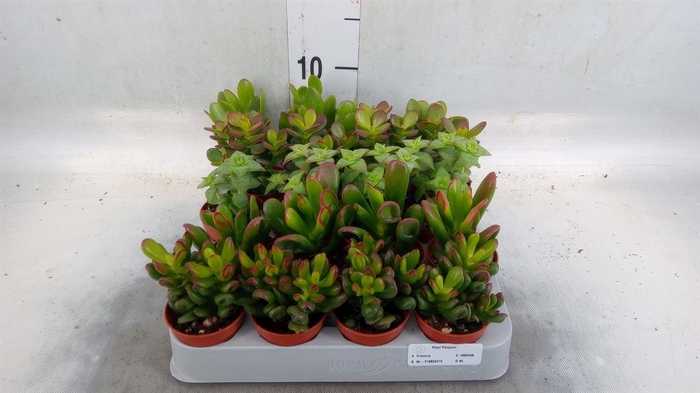 <h4>Crassula   ...mix</h4>