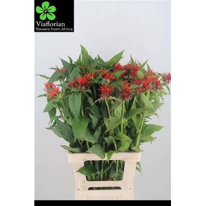 MONARDA RED FOUNTAIN