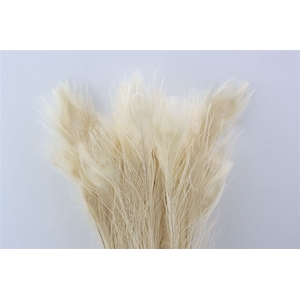 Feather Peacock L90-100 Bleached White