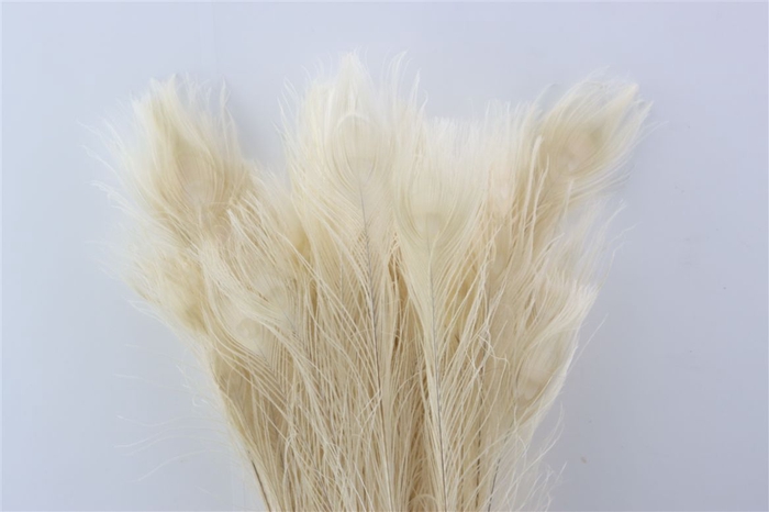 <h4>Feather Peacock L90-100 Bleached White</h4>
