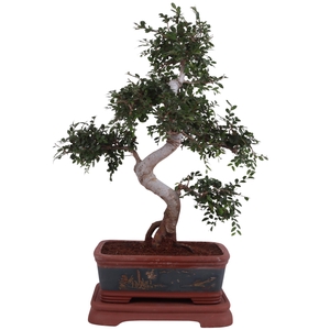 Bonsai Zelkova in Ø40cm Ceramic Special Pot