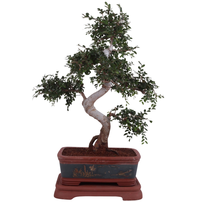 <h4>Bonsai Zelkova in Ø40cm Ceramic Special Pot</h4>