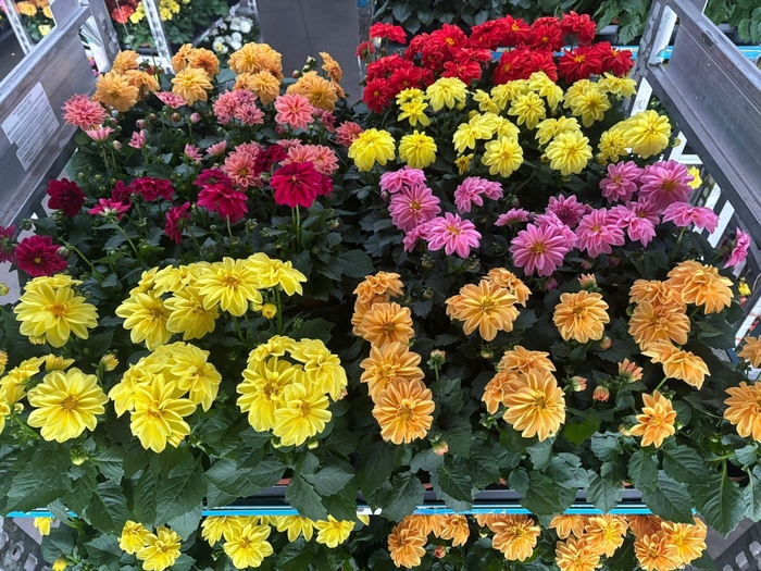 <h4>DAHLIA ROYAL GEM</h4>