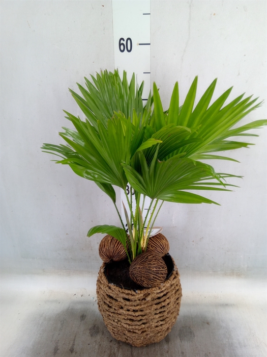 <h4>Livistona rotundifolia</h4>
