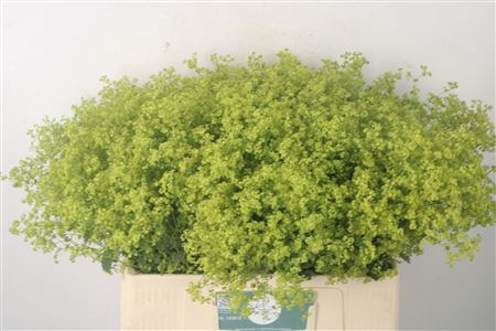 <h4>Alchemilla M Robustica</h4>