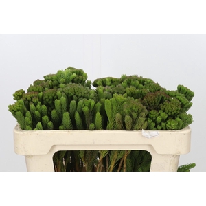 Kaaps Groen Albigreen