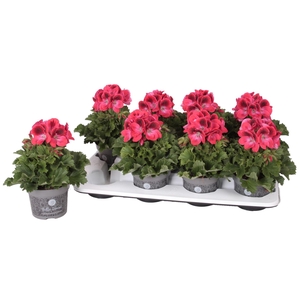 Pelargonium Pelargonium Grandifloru