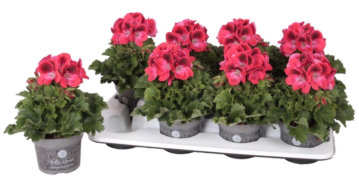 <h4>Pelargonium Pelargonium Grandifloru</h4>