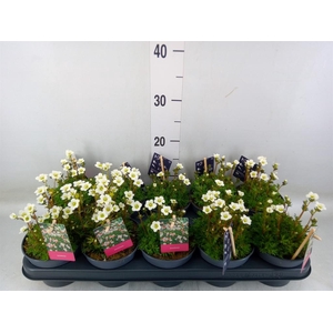 Saxifraga arend. 'Marto White'