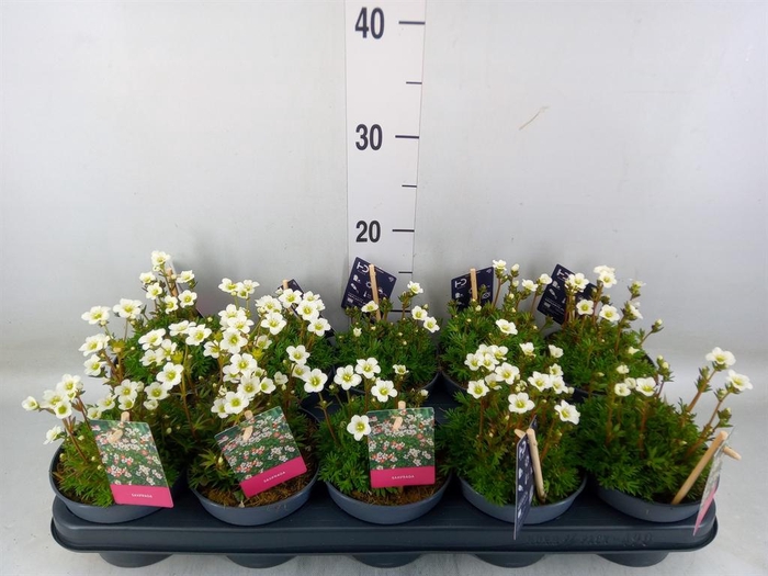 <h4>Saxifraga arend. 'Marto White'</h4>