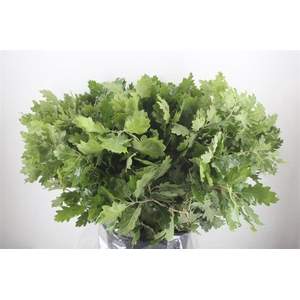 Quercus Mini P Bunch