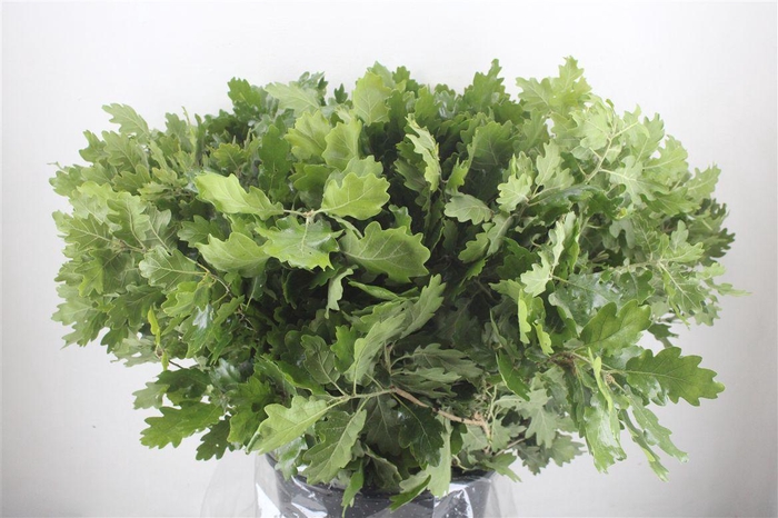 <h4>Quercus Mini P Bunch</h4>