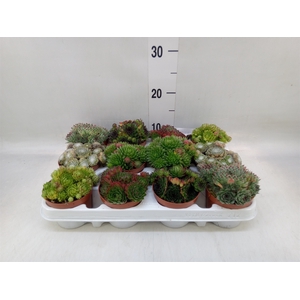 Sempervivum   ...