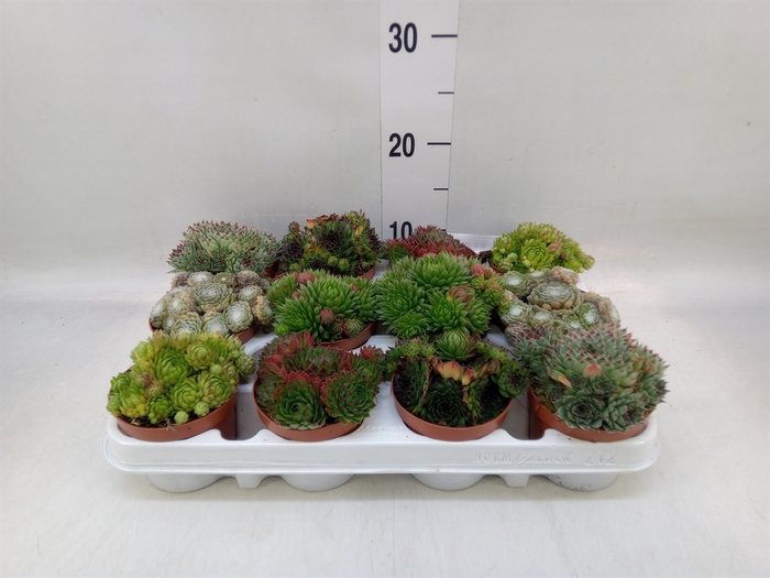 <h4>Sempervivum   ...</h4>