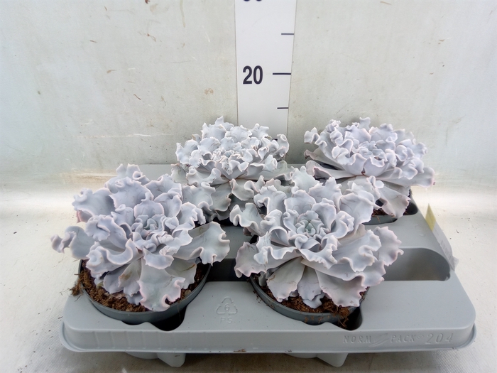 <h4>Echeveria   ...</h4>
