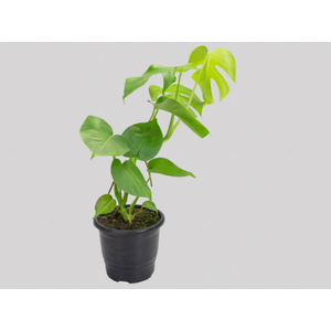 MONSTERA DELICIOSA P17