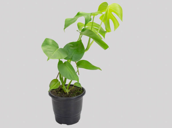 <h4>MONSTERA DELICIOSA P17</h4>
