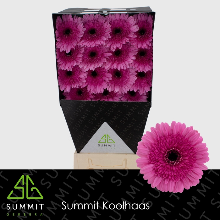 <h4>Gerbera Mozart Diamond</h4>