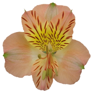 ALSTROEMERIA OPTIMA 080 CM