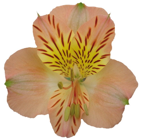 <h4>ALSTROEMERIA OPTIMA 080 CM</h4>