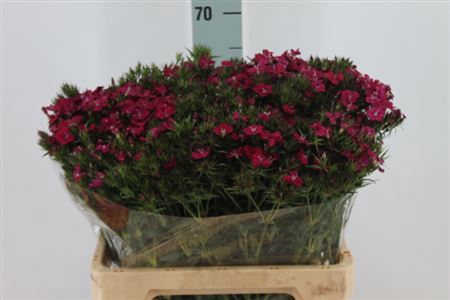 <h4>Di Barb Neon Cherry Ex X50</h4>