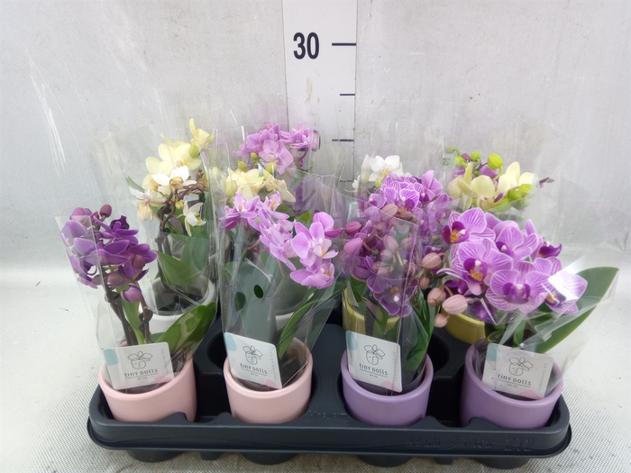 <h4>Phalaenopsis   ...mini</h4>