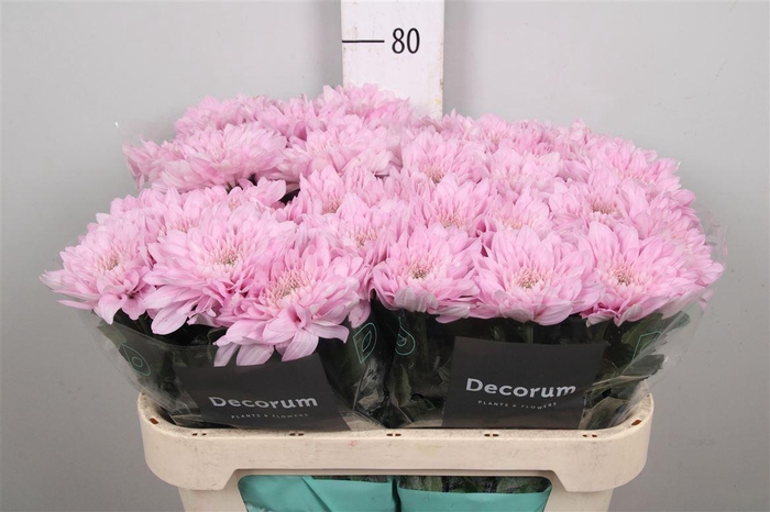 <h4>Chr G Petrushka</h4>