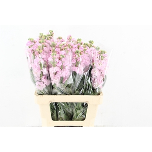 MATTHIOLA IRON LIGHT PINK