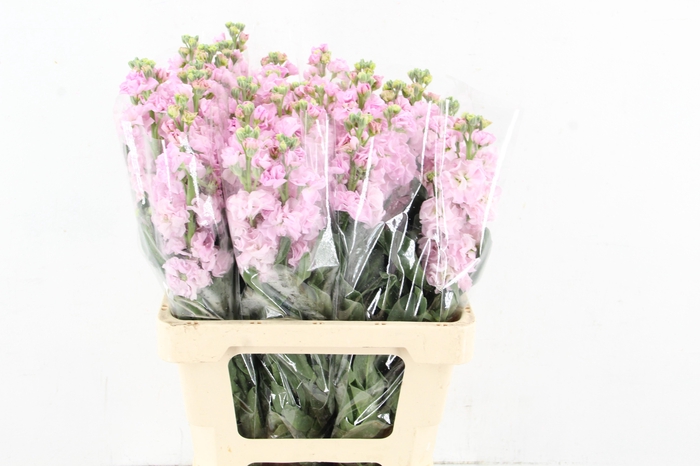 <h4>MATTHIOLA IRON LIGHT PINK</h4>