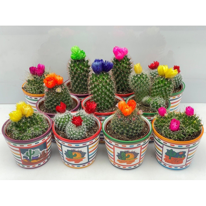 <h4>CACTUS VERSIERD</h4>