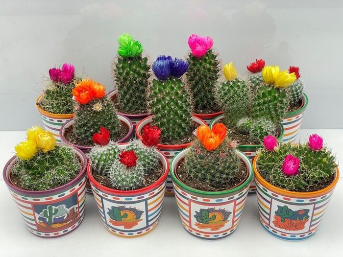 CACTUS VERSIERD