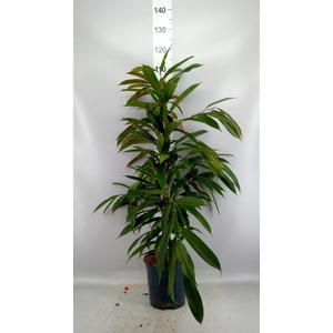 Ficus binn. 'Amstel King'