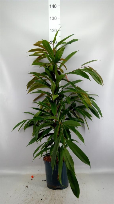 <h4>Ficus binn. 'Amstel King'</h4>