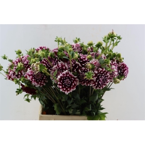 Dahlia Checkers